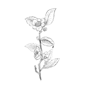 Bancha